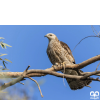 گونه سارگپه تاجدار Crested Honey Buzzard